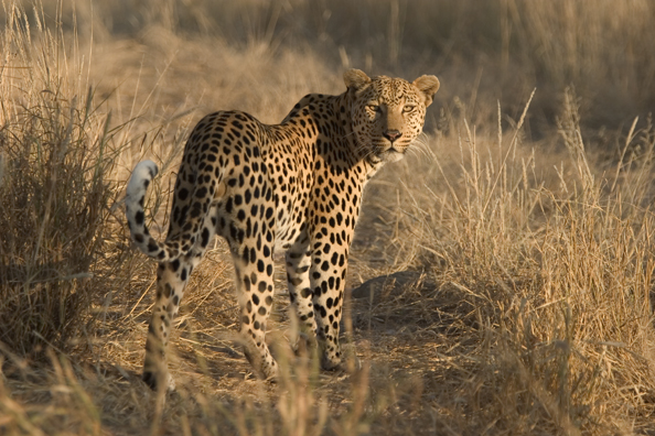 Leopard in habitat. Africa