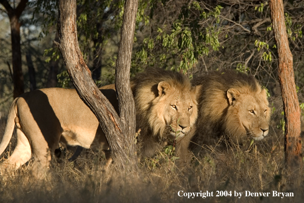 Male African lions in habitat. Africa