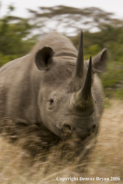 Black rhino in Africa.