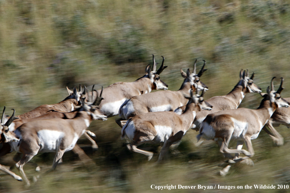 Pronghorned Antelope