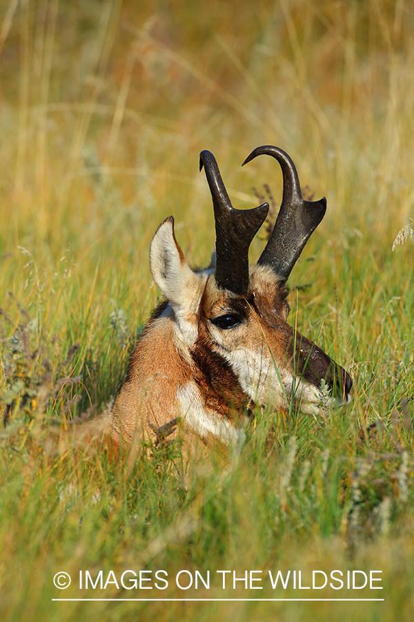 Pronghorn Antelope buck bedded down in habitat.