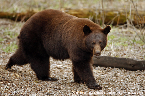 Black Bear in habitat