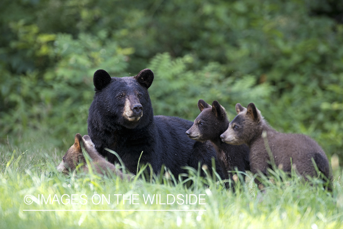 Black Bear with cubs in habitat.