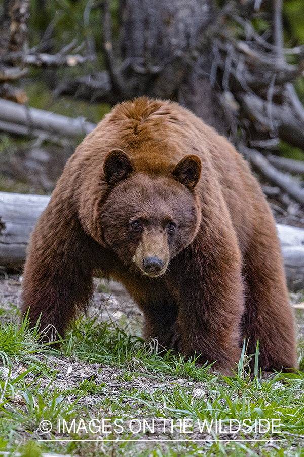 Black bear with brown face in habitat.