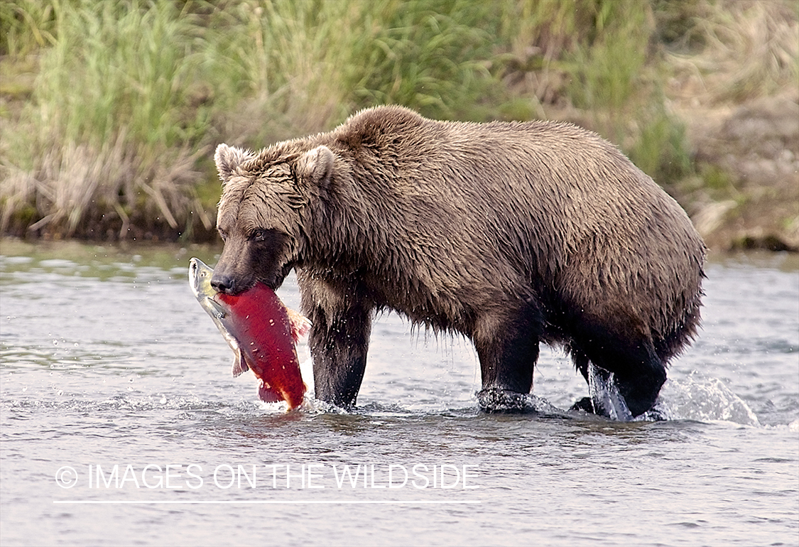 Brown Bear with sockeye salmon catch in habitat.