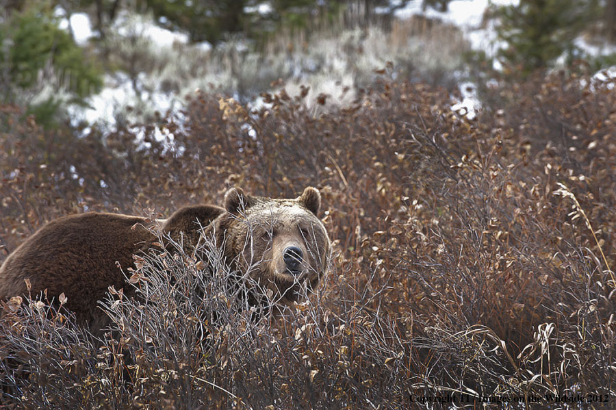 Grizzly Bear in habitat.