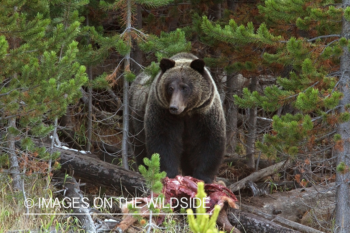 Grizzly bear on big game kill.