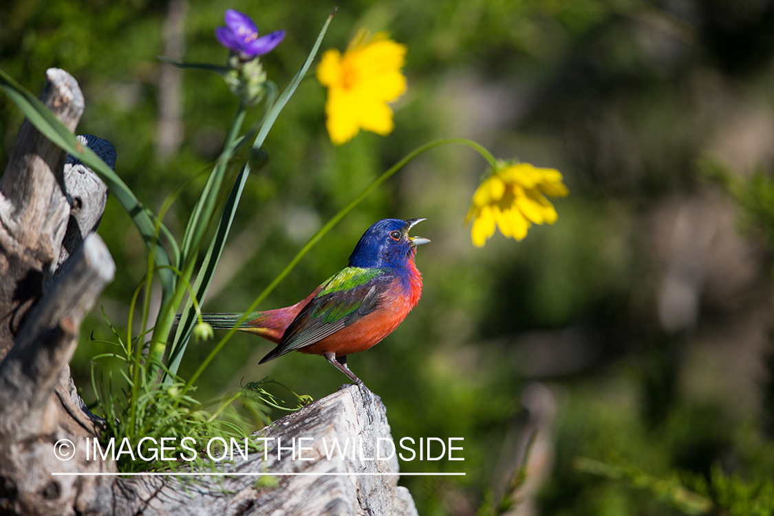 Painted bunting in habitat. 