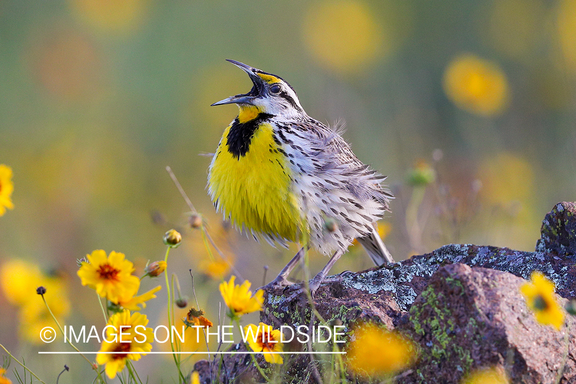 Eastern Meadowlark in habitat.