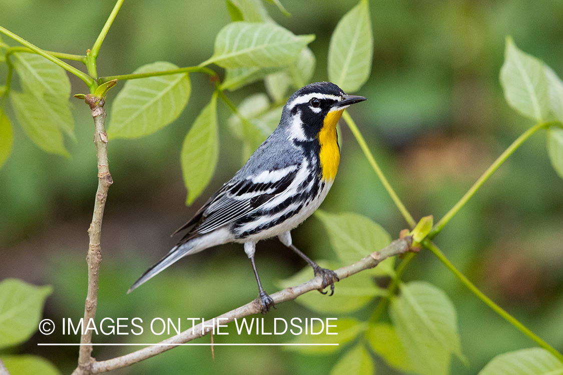 Yellow-throated Warbler on branch.