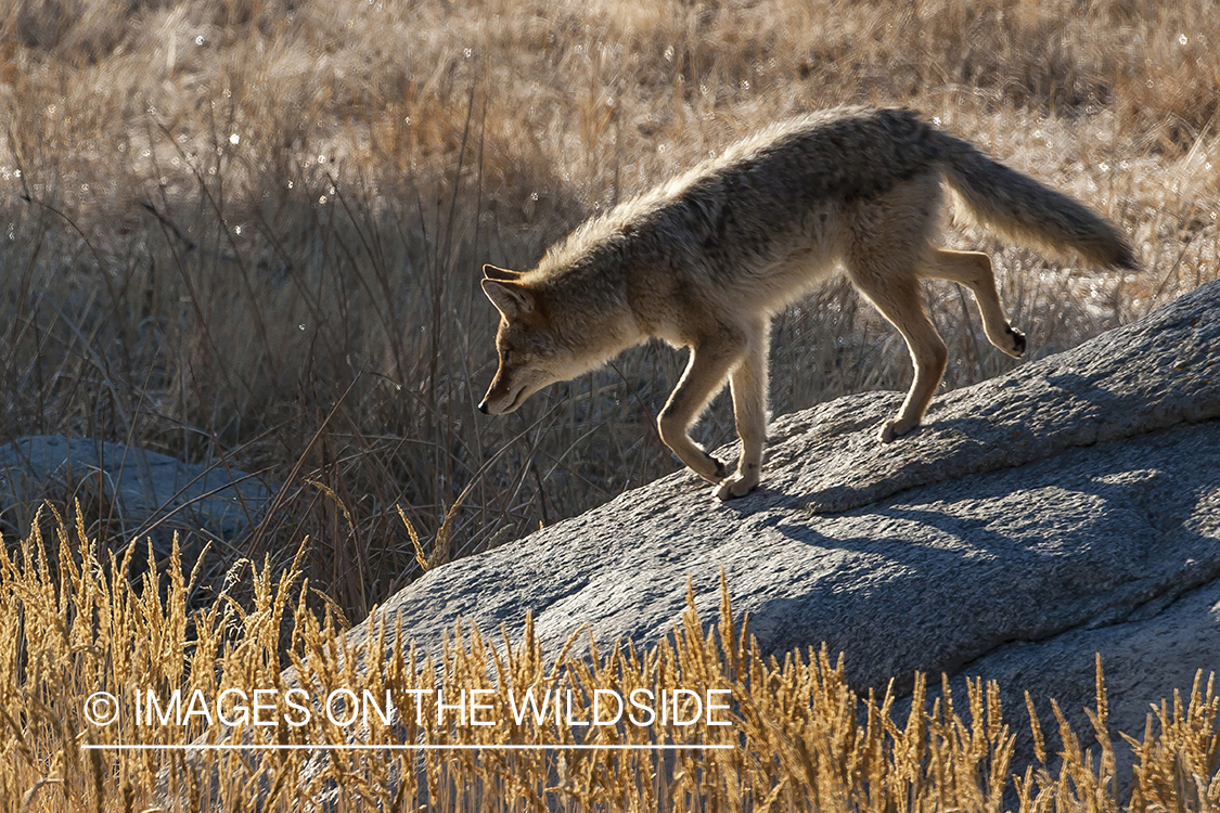 Coyote in habitat.