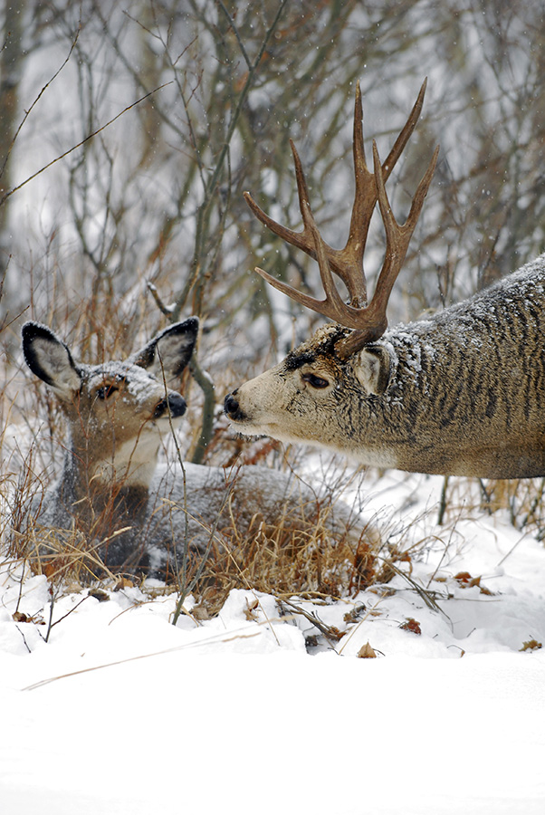 Mule deer 