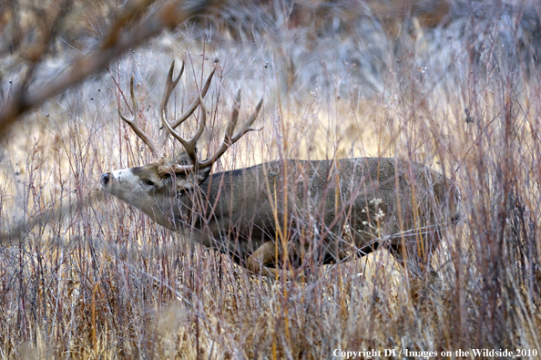 Mule buck in habitat. 