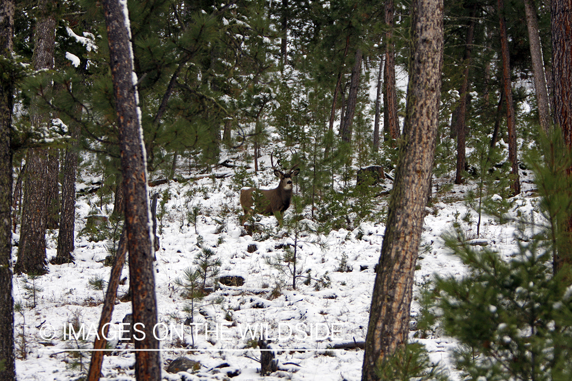 Mule deer buck in winter.