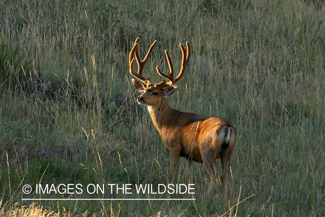 Mule deer buck in habitat. 