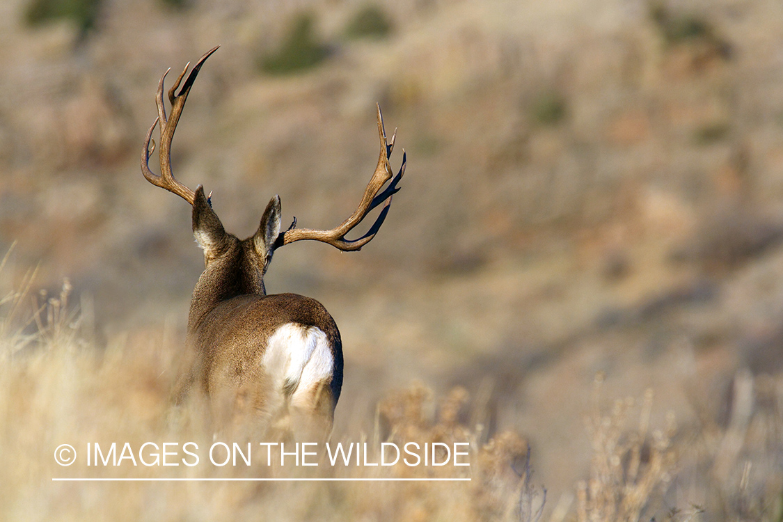 Mule Deer buck in habitat.