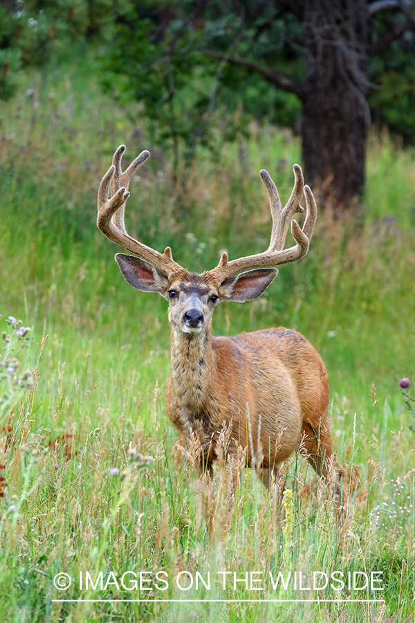 Mule Deer Buck in Velvet.