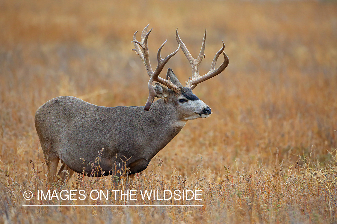 Mule deer buck.