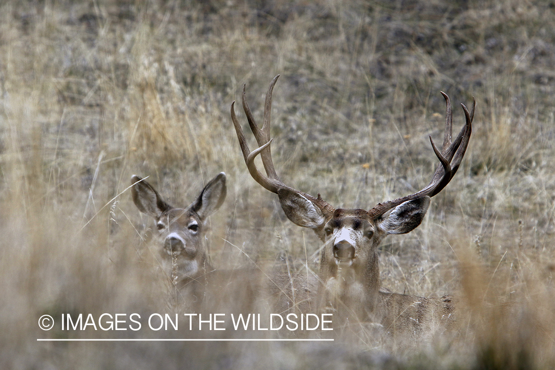 Mule deer buck and doe laying down in field.