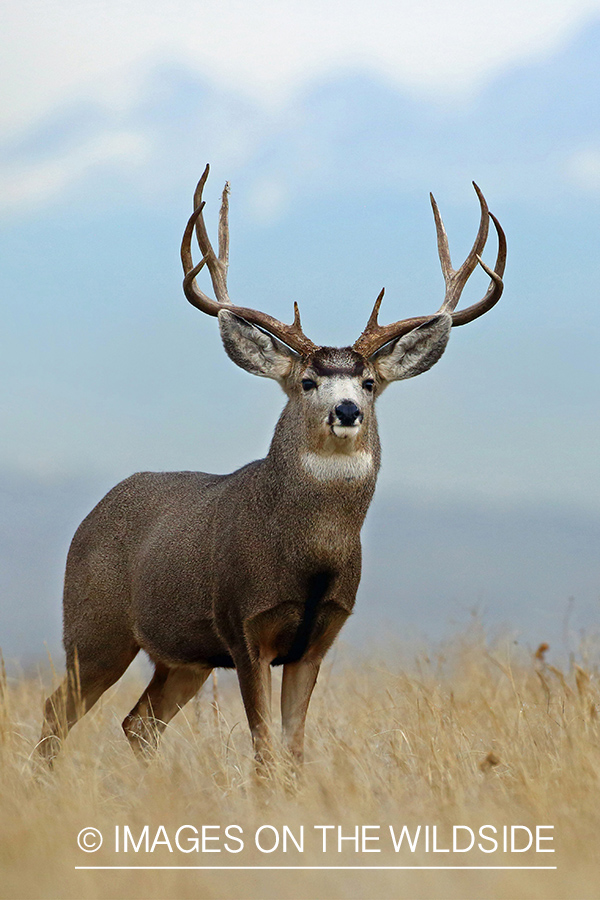 Mule deer buck in field.