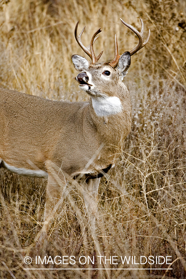 White-tailed buck.