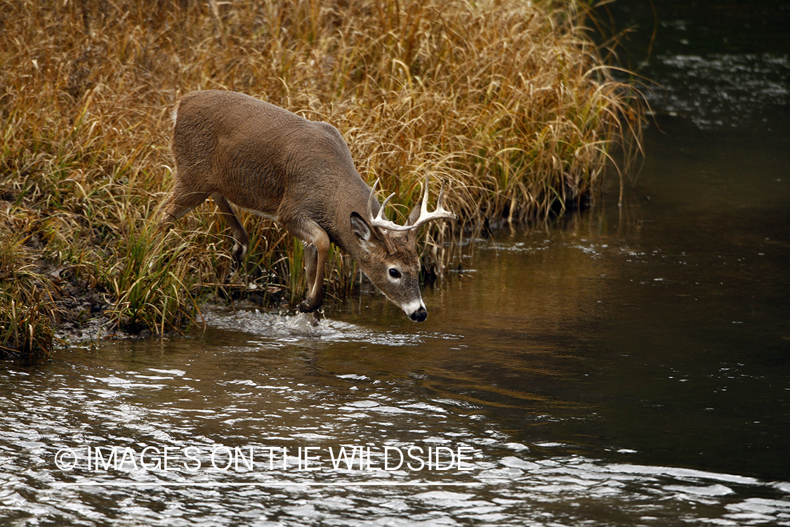 Whitetail Buck