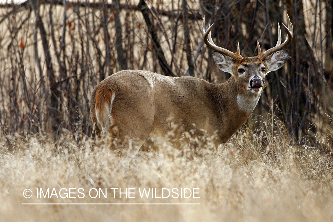 Whitetail Buck