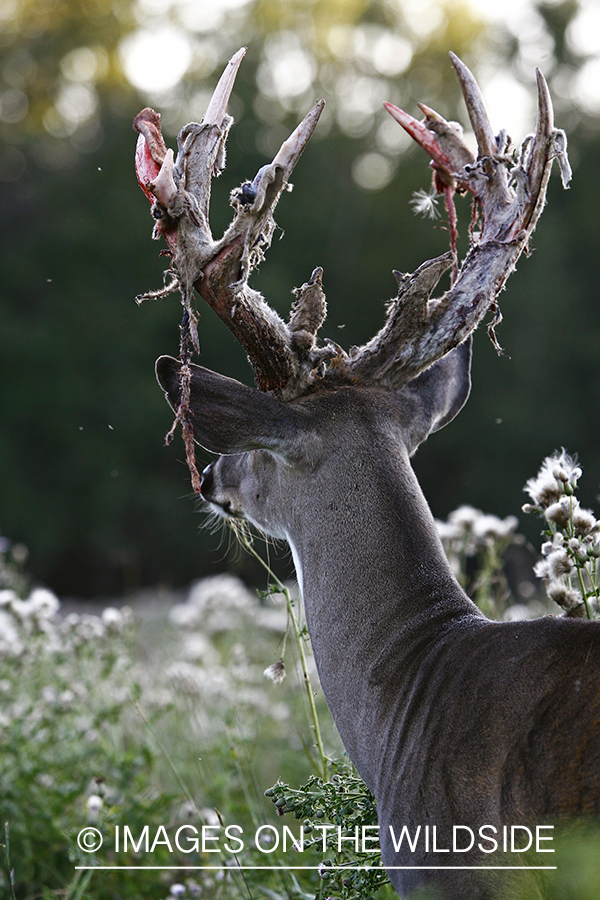 Whitetail buck shedding velvet