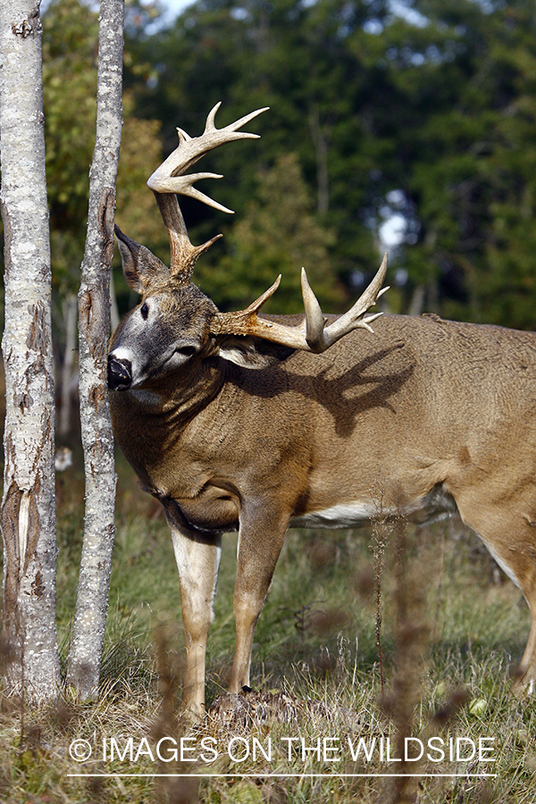 Whitetail buck rubbing antlers on tree.