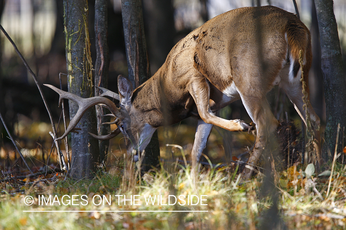 Whitetail buck rubbing antlers on tree