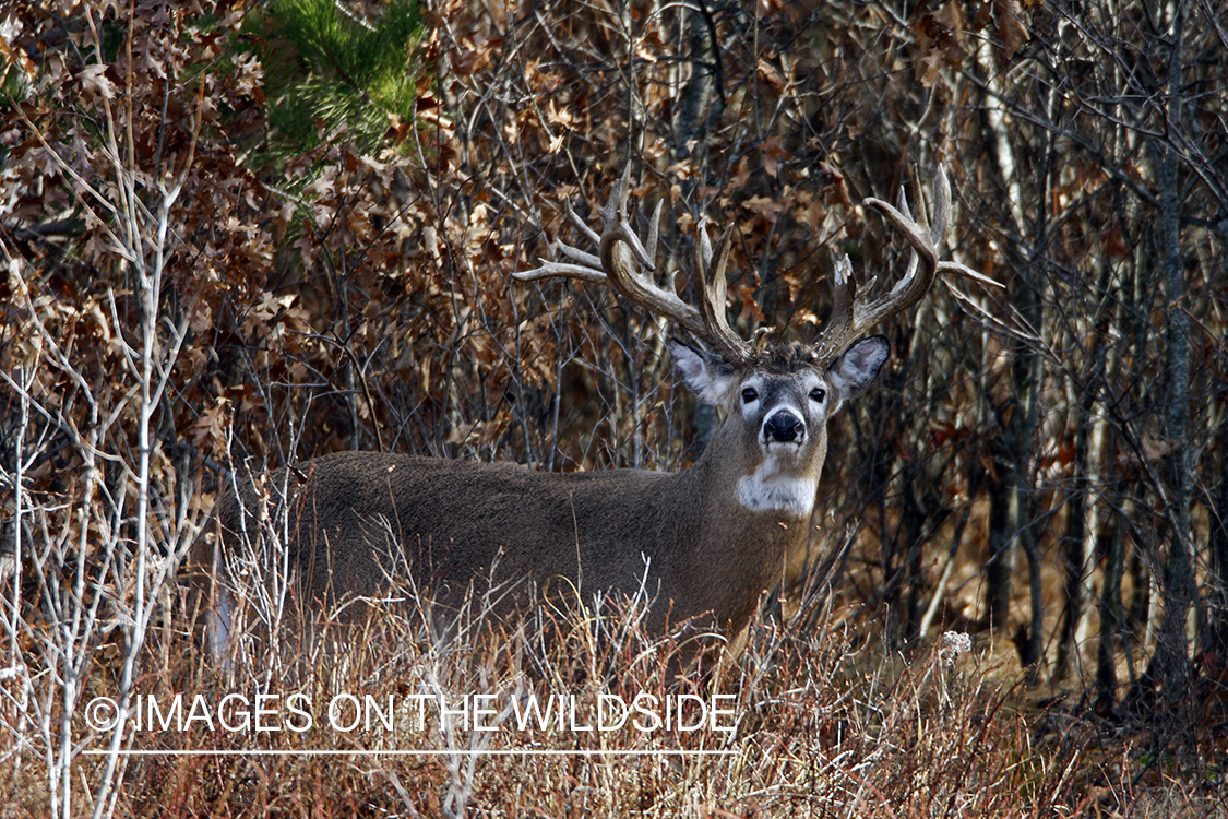 Whitetail buck in habitat