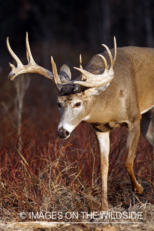 Whitetail buck in habitat.