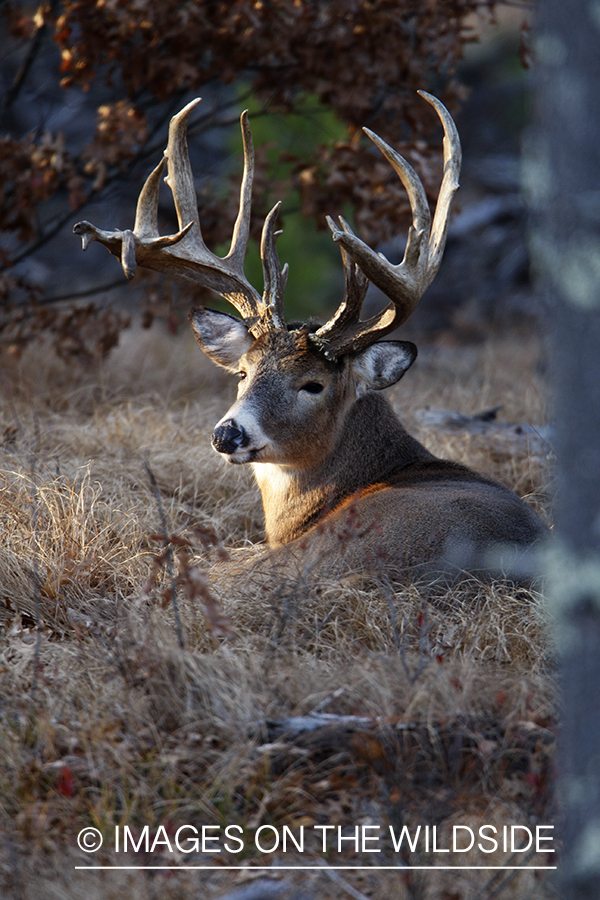 Whitetail buck in habitat.