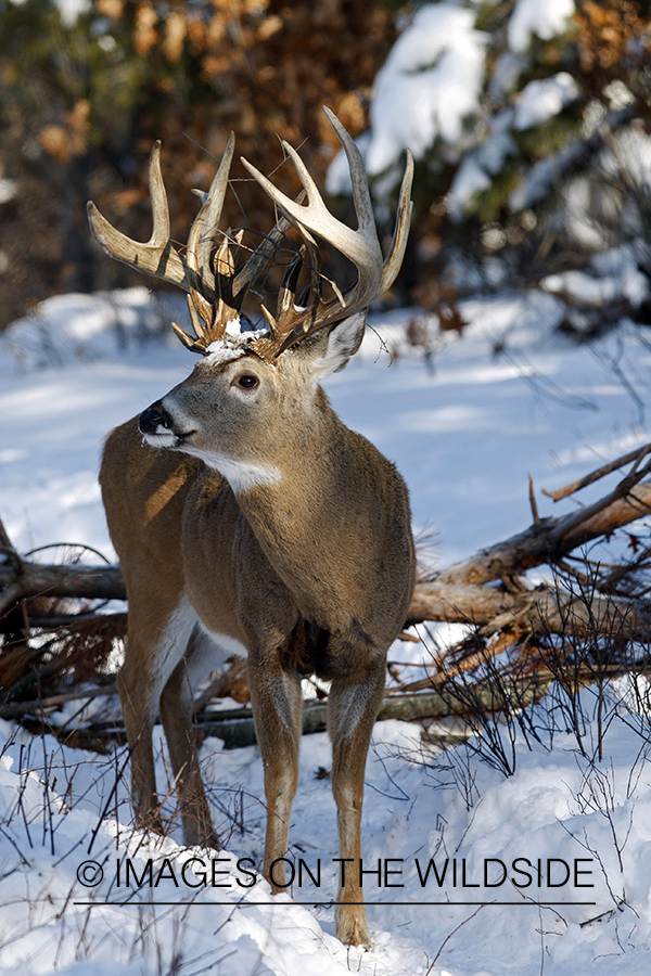 White-tailed buck in habitat.