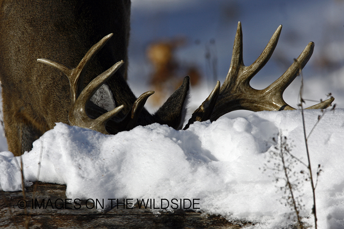 White-tailed buck in habitat.