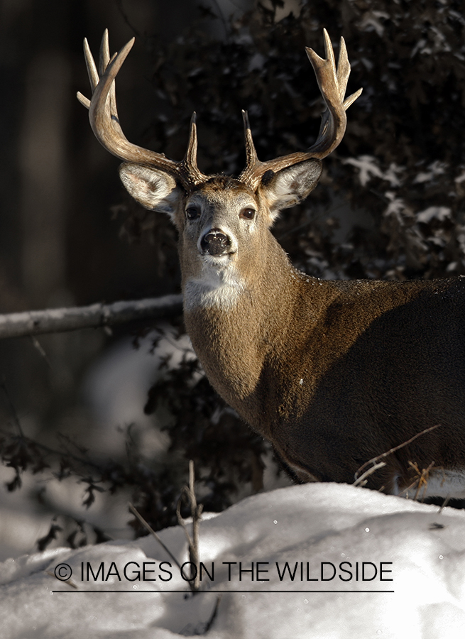 Whitetail Deer in habitat (Original image # 00271-044.36D)