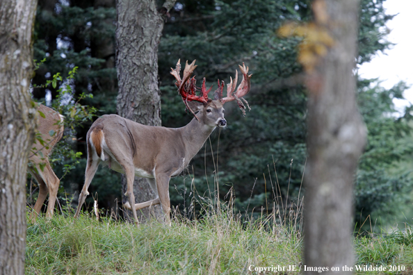 White-tailed buck in habitat in the velvet