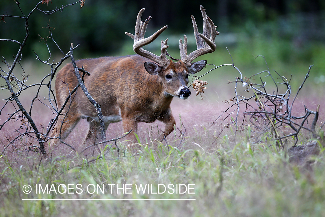 White-tailed buck in velvet 