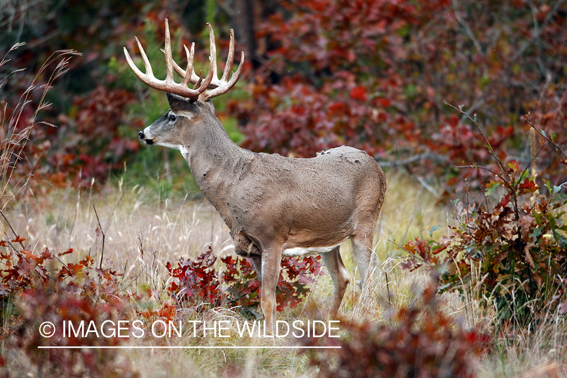 White-tailed buck in habitat. *