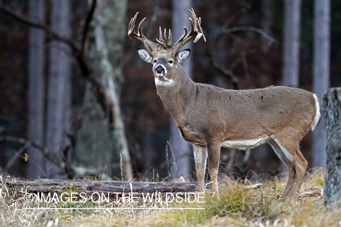 White-tailed buck in habitat. *