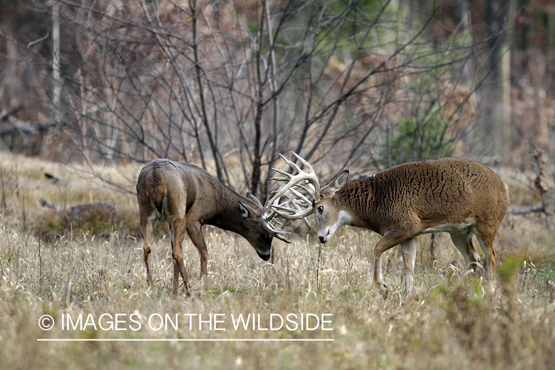 White-tailed bucks fighting in habitat. *