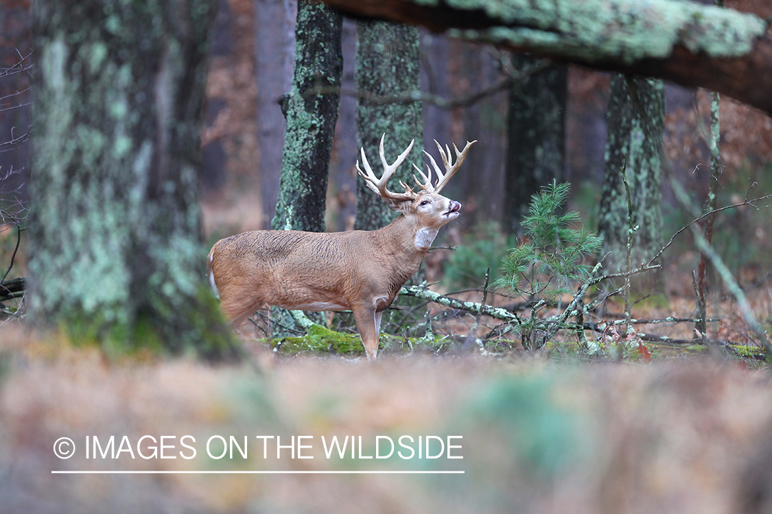 White-tailed deer in habitat. 