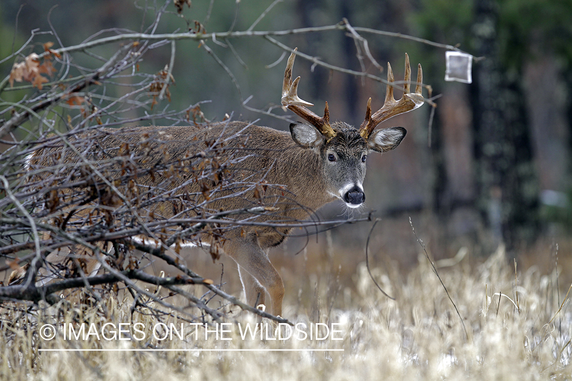 White-tailed buck in habitat. *