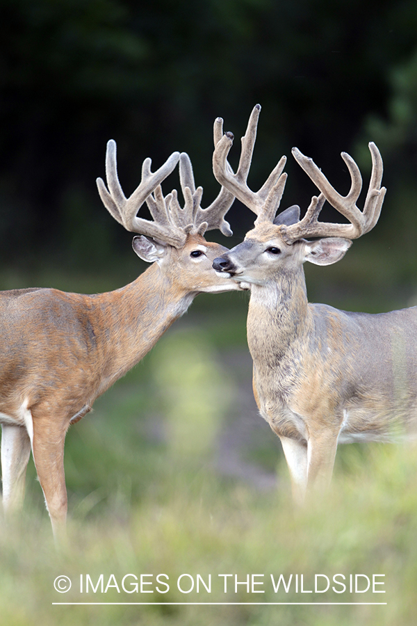 White-tailed bucks in velvet.  