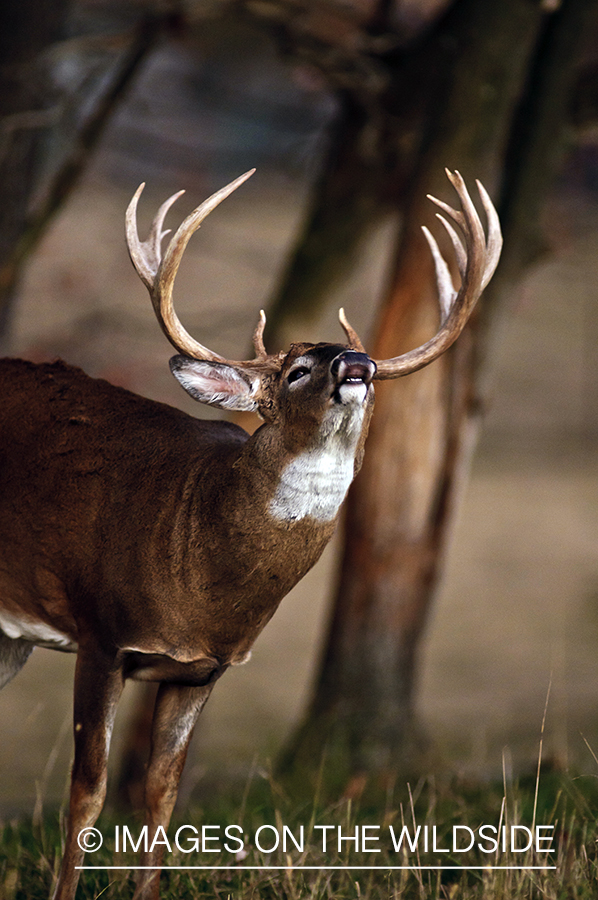 White-tailed buck lip curling during the rut. 