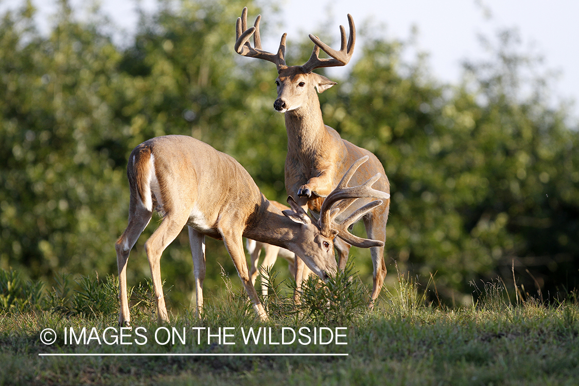 White-tailed bucks in velvet.  