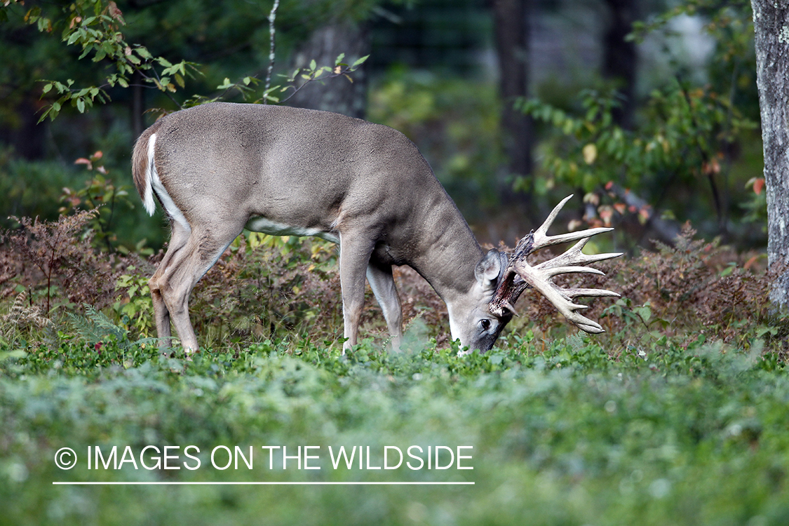 White-tailed buck grazing in food plot. 