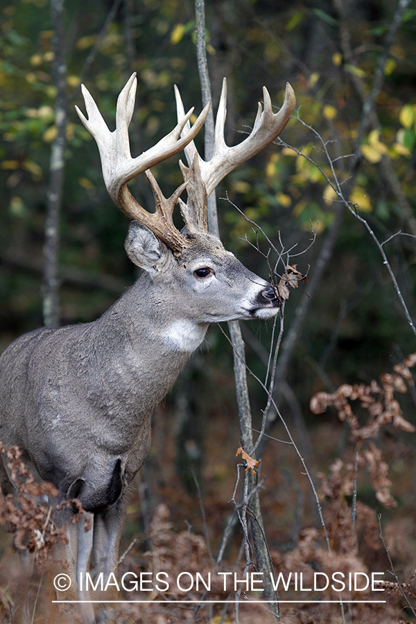 White-tailed buck investigating tree branch. 