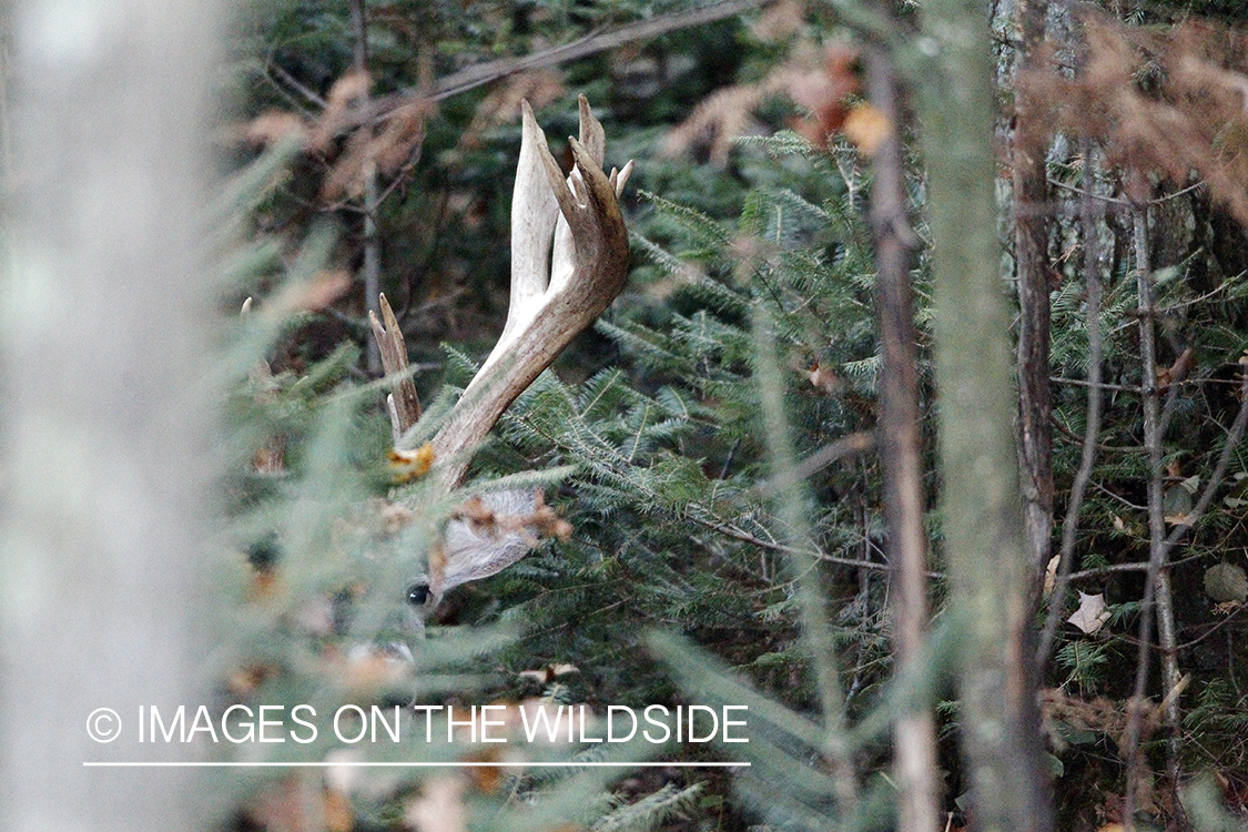 White-tailed buck in habitat. 