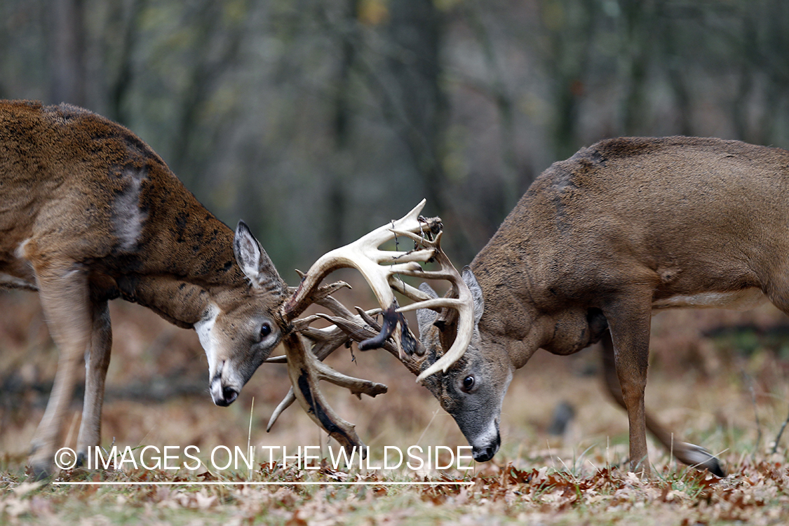 White-tailed bucks fighting. 